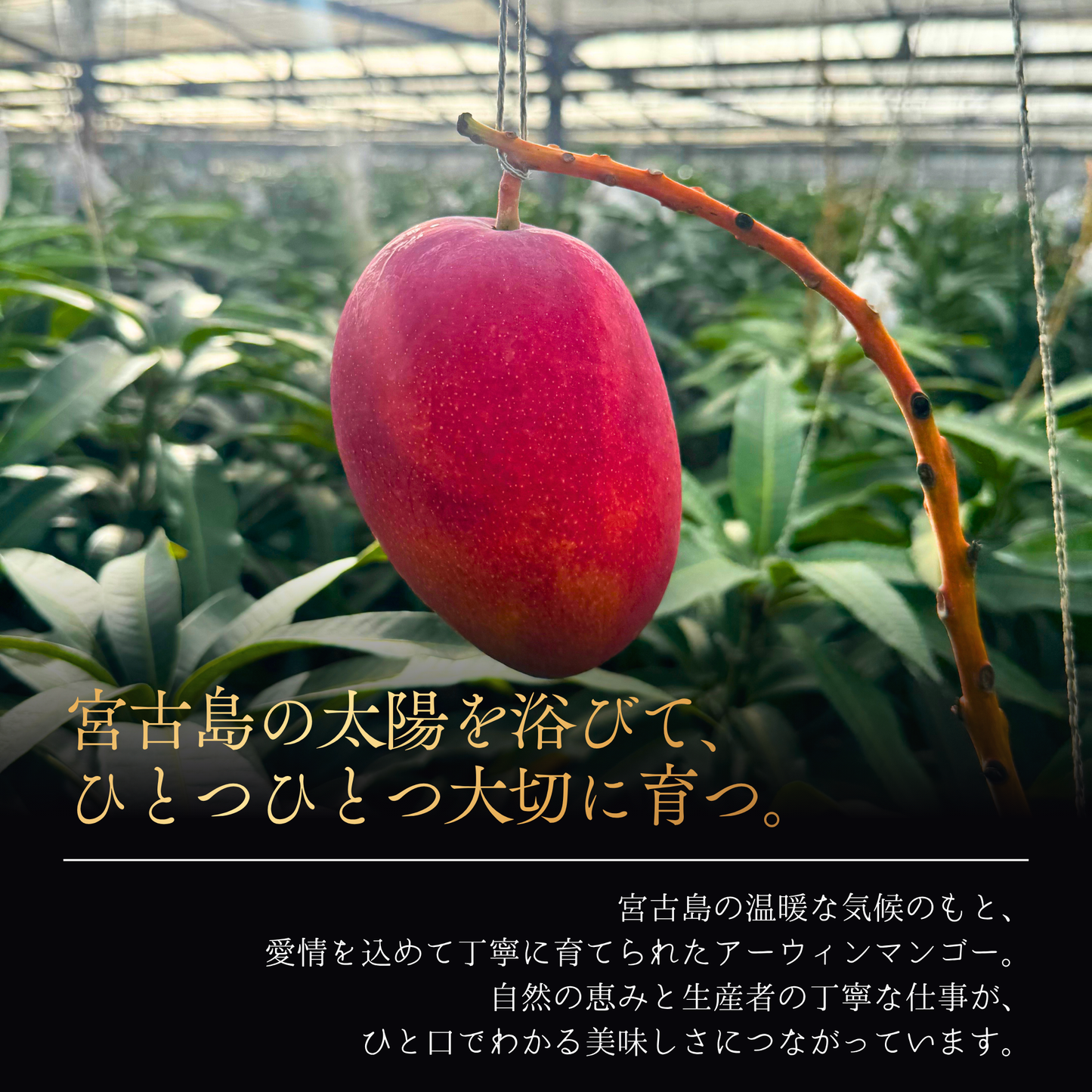 
                  
                    hana's SELECTION 宮古島マンゴー
                  
                