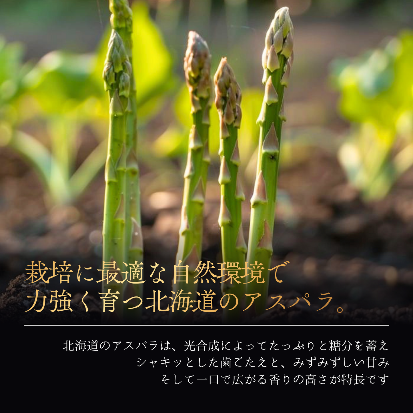 
                  
                    十勝産アスパラガス 2Lサイズ
                  
                