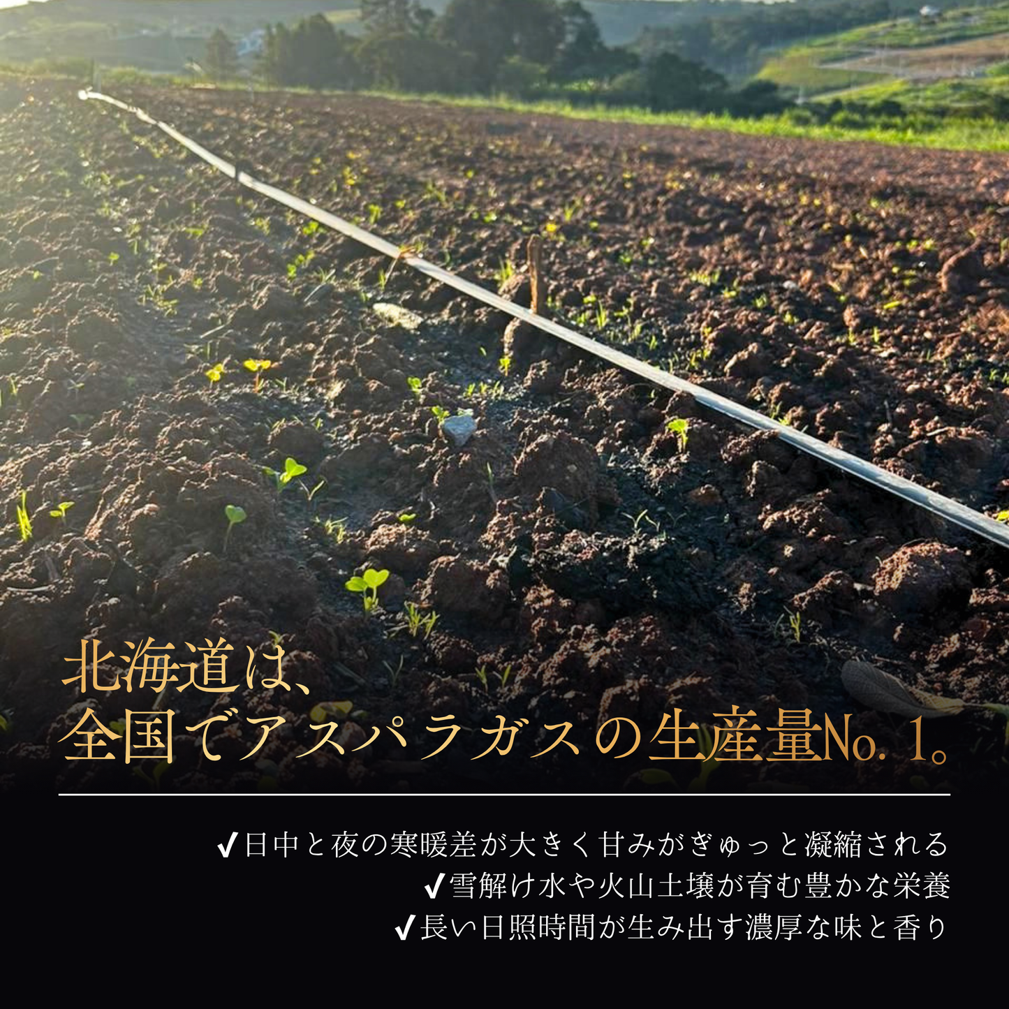 
                  
                    十勝産アスパラガス 2Lサイズ
                  
                